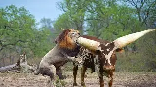 Most Gluttonous Animals in the World
