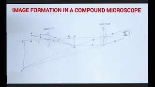 How to draw image  formation in a compound microscope