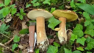 C&egrave;pes d'&eacute;t&eacute; /C&egrave;pe bronz&eacute;  7 juillet 2021