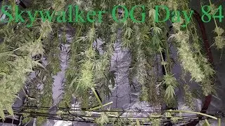 Cloudponics Grow Tent Harvest Day 84  Skywalker OG
