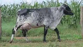 LOTE 03 3297 C0