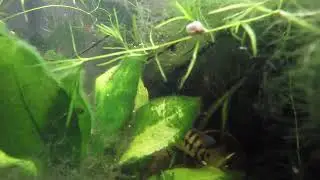 Outdoor Growout and Spawning of Australoheros sp.