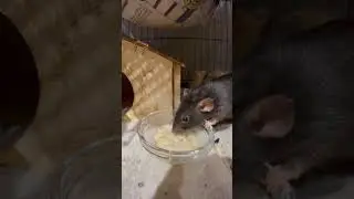 The greedy rat #rats #cute #animals #rodents