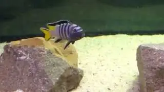 Pseudotropheus Elongatus Mpanga F1