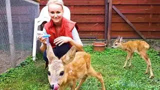 K&eacute;t kis őzike a M&aacute;lyi Mad&aacute;rmentő &Aacute;llom&aacute;son - boon.hu