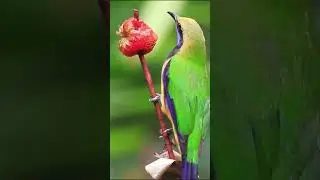 Parrot Smart Eat Strawberry#birds #parrot #birdslover #birdsounds #nature #animals  #birdphotography
