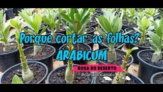Rosa do Deserto. Como podar Arabicum?