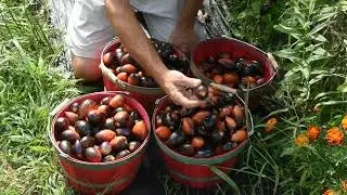 Midnight Roma Tomato review. We grew a new tomato variety this year Midnight Roma