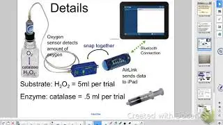 AP Bio Investigation 13: Enzyme Activity