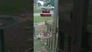 Northern Mockingbird At It Again