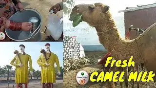 Camel Milk | Camel Milk benefits  | Pakistan Street Food | usman food