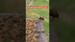 De vijand van de honingbij ‼️🐝 #shorts #bijen #bijenhouden #imker #nature