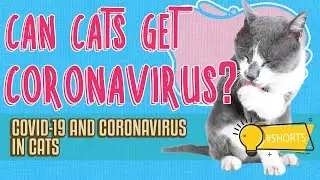 Can Cats Get Coronavirus? ⚠️🐈 | Covid-19 and Coronavirus In Cats 🐈 #shorts