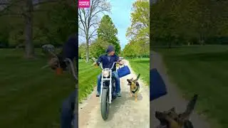 Kindness Dog 🐶 Saves Blind Woman's Purse from Thief! #kindness #doghero #shorts