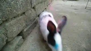 Bunny celebrating Holi #HunnyBunnyandfamily  Holi celebration of Bunny