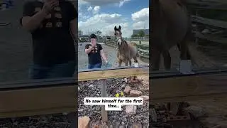 Naughty horse 🐎 #foryou #funny #funnyanimals #pets #horse #youtube