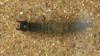 Hellgrammite (dobsonfly larva)
