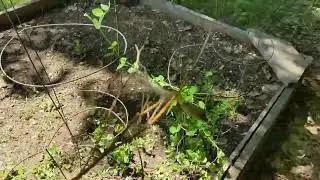 Sugar Snap Peas Vining ~ Garden Update Week 8 ~ 2022-07-13