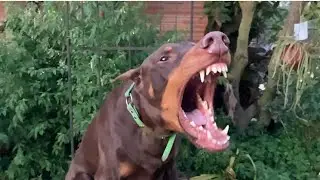 Don't Correct Bad Dog Behavior