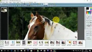 Como Remover fundo de imagens usando o photofiltre
