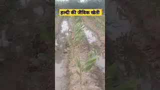 #turmericbenefits #turmericfarming #naturalfarming #terimittimeinmiljawa #viralvedio #spicefarming