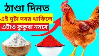 ঠাণ্ডা দিনত এই দুটা দৰৱ লগত ৰাখিলে এটাও কুকুৰা নমৰে(Murgi Palan,Chicken Care)