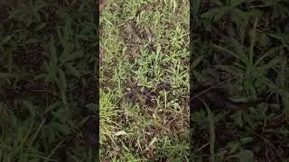 Уссурийский щитомордник (Gloydius ussuriensis) 6 #snake #reptiles #wildlife