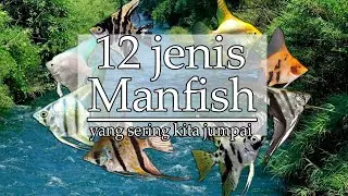 12 Jenis Manfish yang sering kita jumpai | cocok untuk pemula #viral #fyp  #views  #subscribe