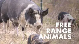 Sustainable Meats You Can Trust