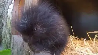 Tierpark Berlin: Kleiner Baumstachler auf Erkundungstour