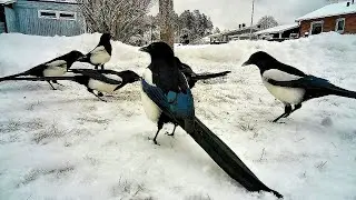 A flock of Eurasian magpies forage in the year 💚💗💙❄️❄️