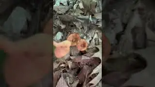Candy caps, Chantetelles, and rooting polypores oh my! #galnut #mushroomforaging #foraging #fungi