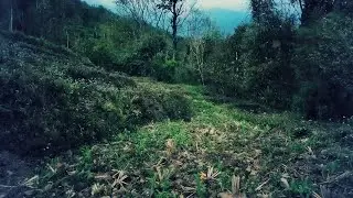Swarm of flying ants 2020 caught on camera how they try to remove their wings its intresting