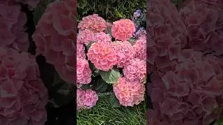 Чистые пруды, цветы Гортензия, Москва #flowers #moscow #пруд #الزهور #花儿 #цветы #гортензия