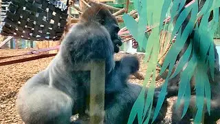 Gorilla Squabble at London Zoo - Silverback Kiburi has to step in to keep the peace