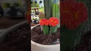 Beautiful Cacti Arrangement Cactus