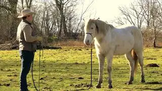 Hearts & Horses Horsehack 4 Pillars с Диего