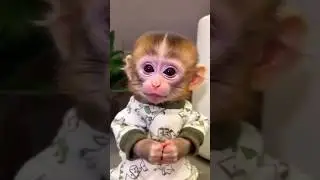 cute Baby monkey smile😁😍 #shorts #trending #reels #youtubeshorts