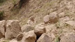 Jackals and hogs playing road side river