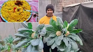 Fresh Garden Cauliflower Recipe || Growing and Cooking Organic Vegetables at Home|Shahabuddin vlogs