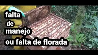 porque o enxame as vezes forte não sobe para melgueira