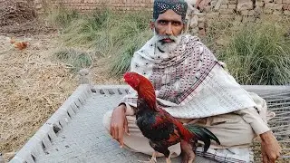 Patti ka pahla jhol breeder ki age
