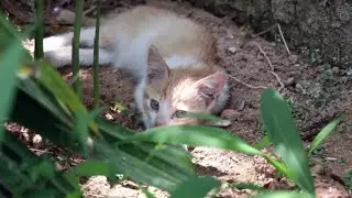 Kauai Humane Society Community Services