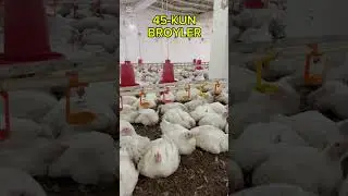 Broyler juja boqish 45-kun 🐓🐓🐥🐥MASHAALLAH❤️❤️