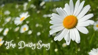 The Daisy Song 🌼 | Gentle Instrumental Music for Rest and Relaxation