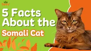 5 увлекательных фактов о сомалийской кошке | &laquo;Лиса&raquo; кошачьего мира 🦊🐱