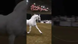 oleaje de torreluna presentasion en la Feria del caballo Espa&ntilde;ol