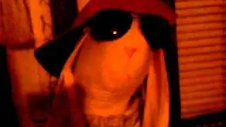 bad ass rabbit