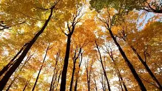 Beautiful Piano Music, Relaxing Instrumental |  Richard Clayderman: Love is Blue