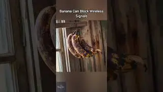 Banana Can Block Wi-Fi Signals? 🍌📶 Shocking Science Fact.
